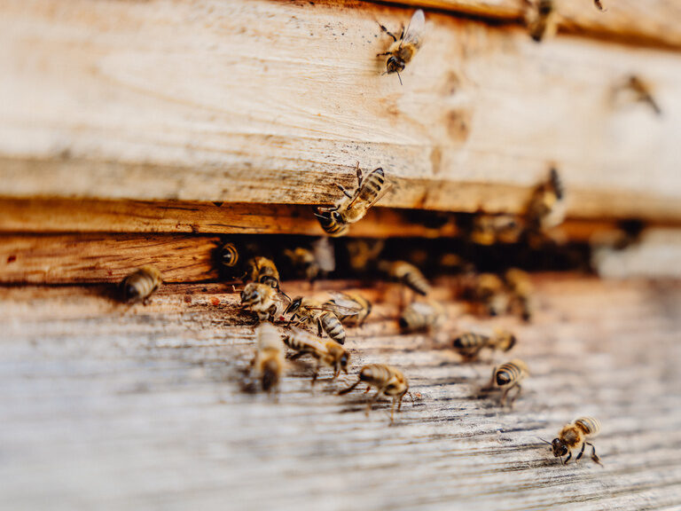 Nahaufnahme von Bienen auf einem Plank aus Hartholz.