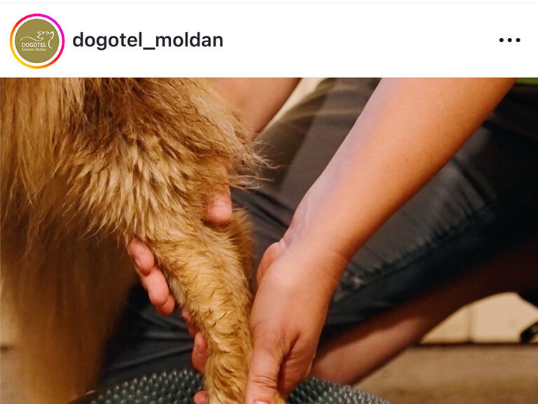 Der Hund wird liebevoll vom Besitzer im dogotel Moldan gepflegt.