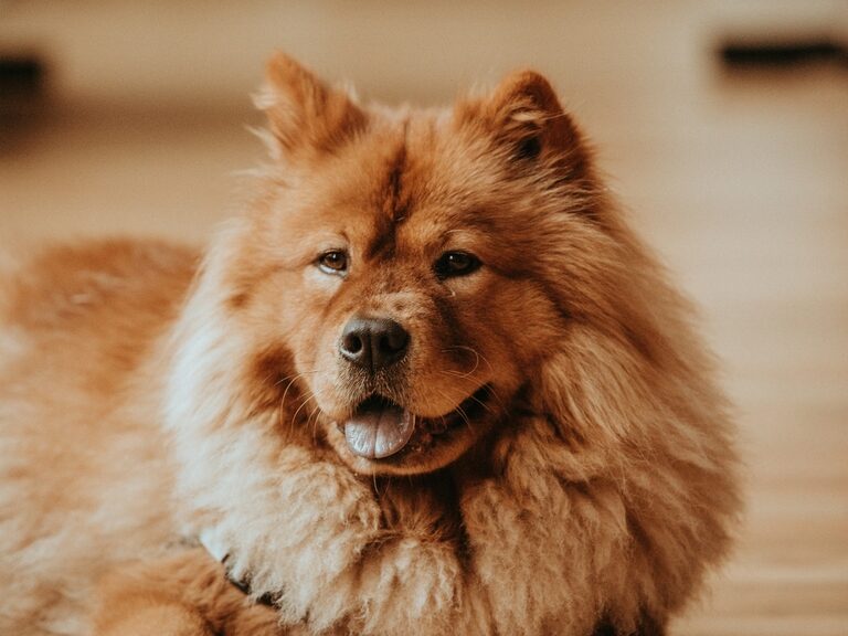 Ein kleiner brauner Hund genießt die Ruhe auf dem Fliesenboden.