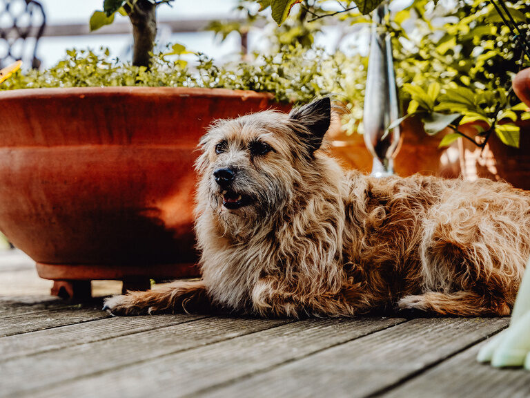 Ein Hund liegt entspannt auf einem Holzdeck neben einem Blumentopf.