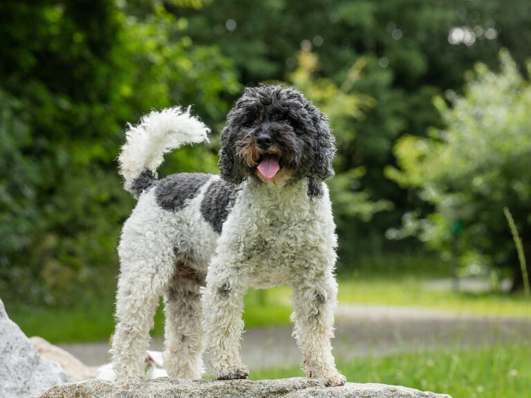 Ein kleiner schwarz-weißer Hund steht stolz auf einem Felsen.